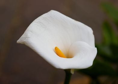 calla lily in the garden