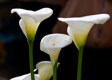 calla lily in the garden