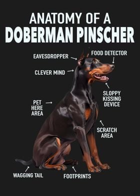 Doberman