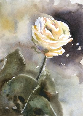 White rose painting art