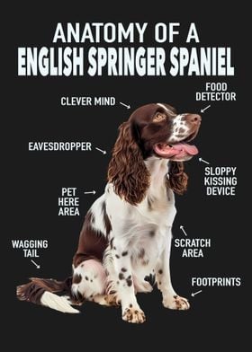 English springer spaniel