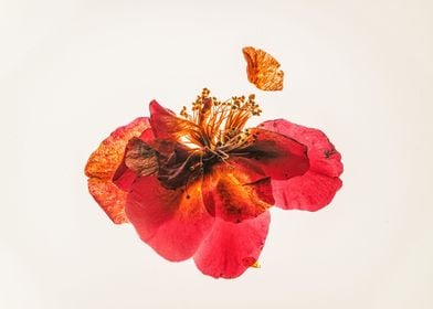 floral slim red