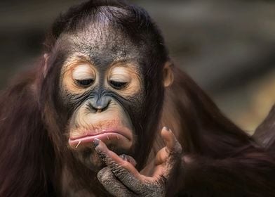 Orangutan