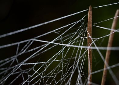 Frozen spider web