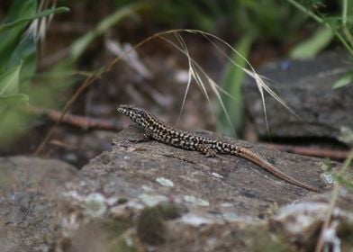 Lizard on a Rock 1