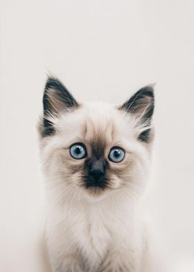 Cute Baby Ragdoll Cat