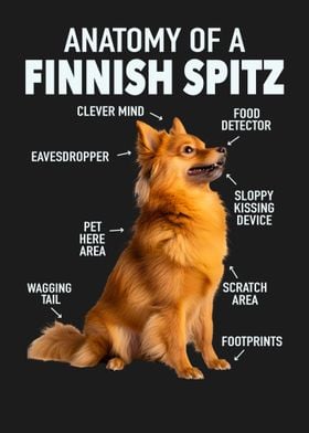 Finnish spitz