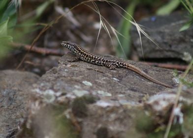 Lizard on a Rock 2