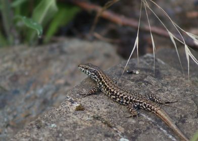 Lizard on a Rock 3
