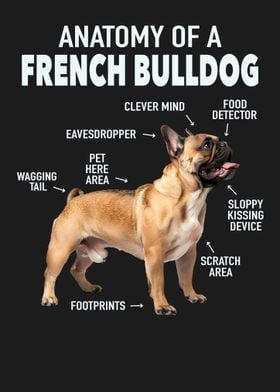 French bulldog