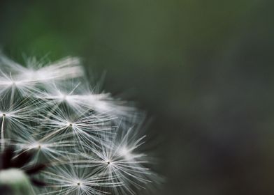 The dandelion