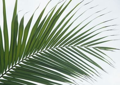 Lush Caribbean Palm 1