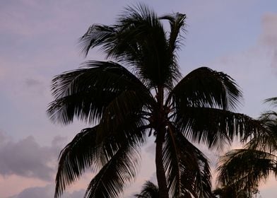 Sunset Palm Tree Dream 1