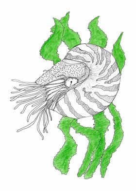 Deepsea nautilus