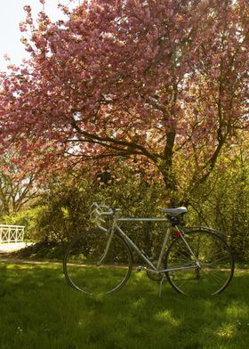 spring tree and retro bike