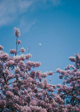 Cherry Blossom Moon