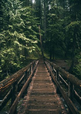 Forest Trail Bridge