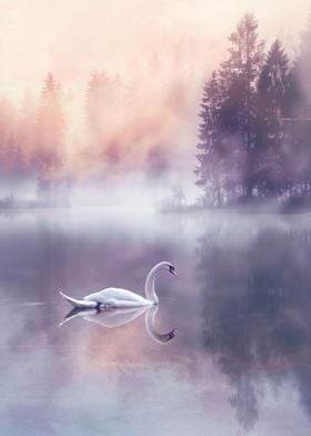 Swans Dawn Serenity