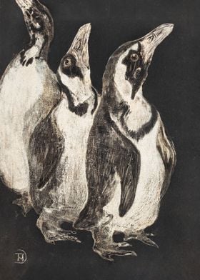 Three penguins