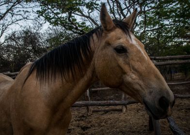 Chilled Out horse