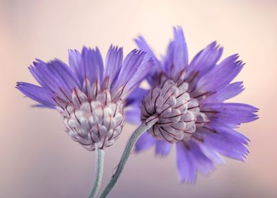 Purple flowers