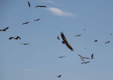 Flying Vultures