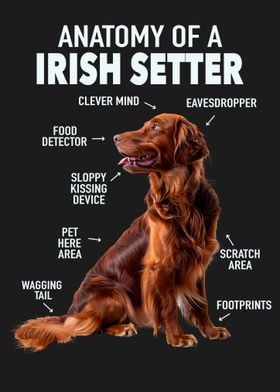 Irish setter