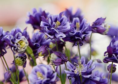 aquilegia flower in bloom 