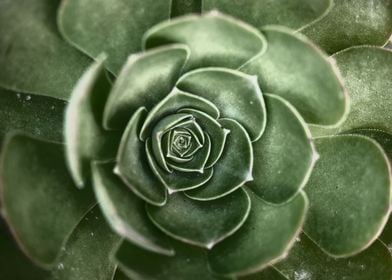 succulent plant in bloom 