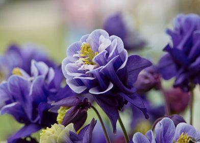 aquilegia flower in bloom 