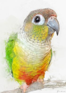 Conure Portrait 010