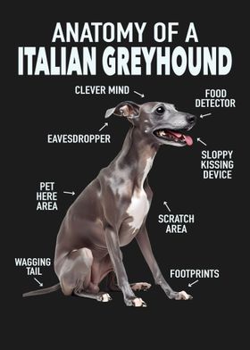 Italian greyhound