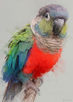 Conure Portrait 006