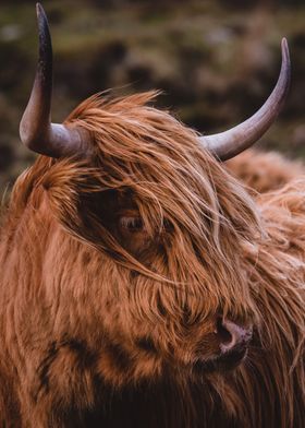 Highland Cattle Scotland