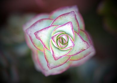 succulent plant in bloom 