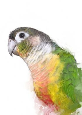 Conure Portrait 009