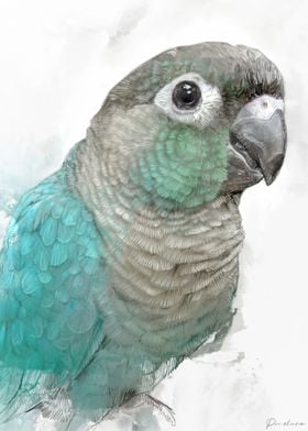 Conure Portrait 001