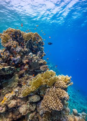 Red Sea Reef Life 