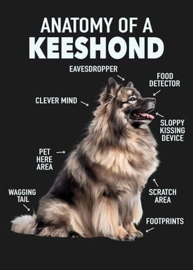 Keeshond