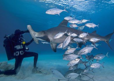 Hammerhead Fight