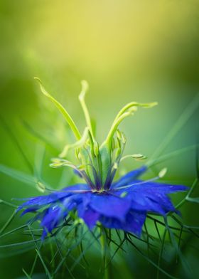 Blue blooming flower