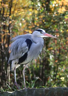 Grey Heron in Forest