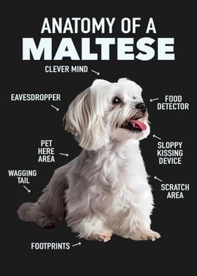 Maltese