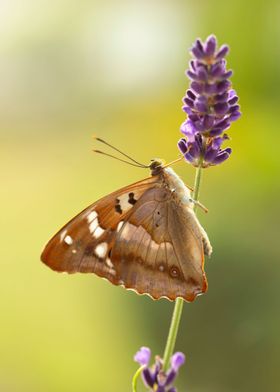 Summer butterfly