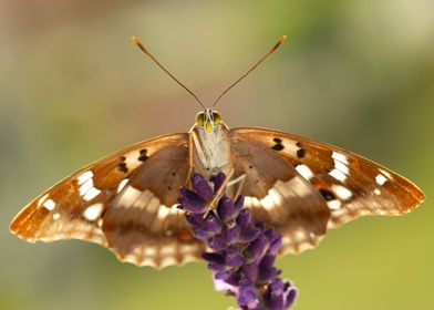 Summer butterfly