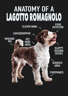 Lagotto romagnolo