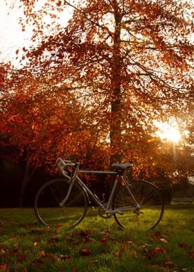 autumn tree with bike