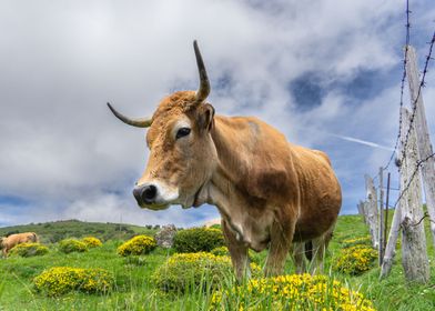 Mooh bien Cantabrian cow