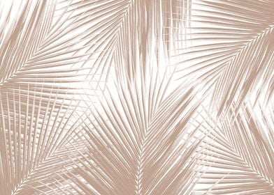 Soft Brown Palm Leaves 1