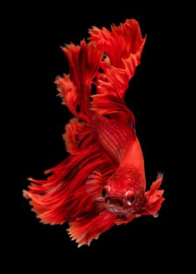 beautiful fish red color